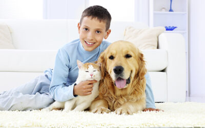 Caring for Carpet in a Home with Pets